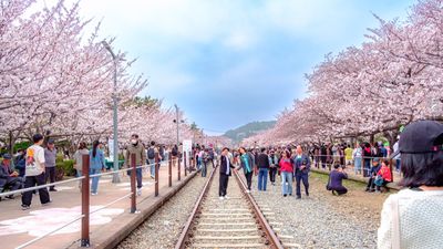 HÀN QUỐC MÙA XUÂN - SEOUL - ĐẢO NAMI - HÁI TRÁI CÂY 5 NGÀY 4 ĐÊM - Image - 8538